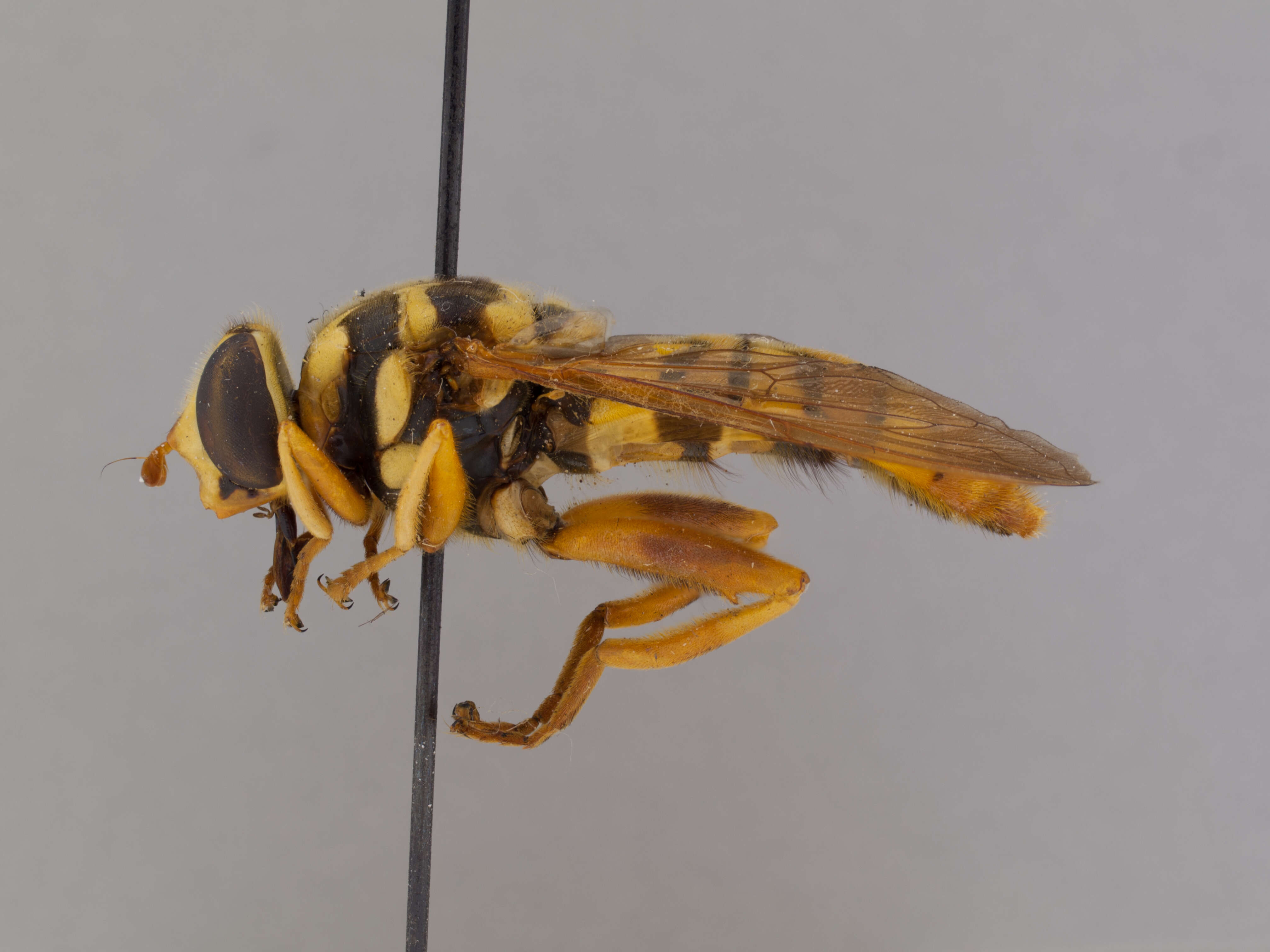 Image of Yellowjacket Hover Fly