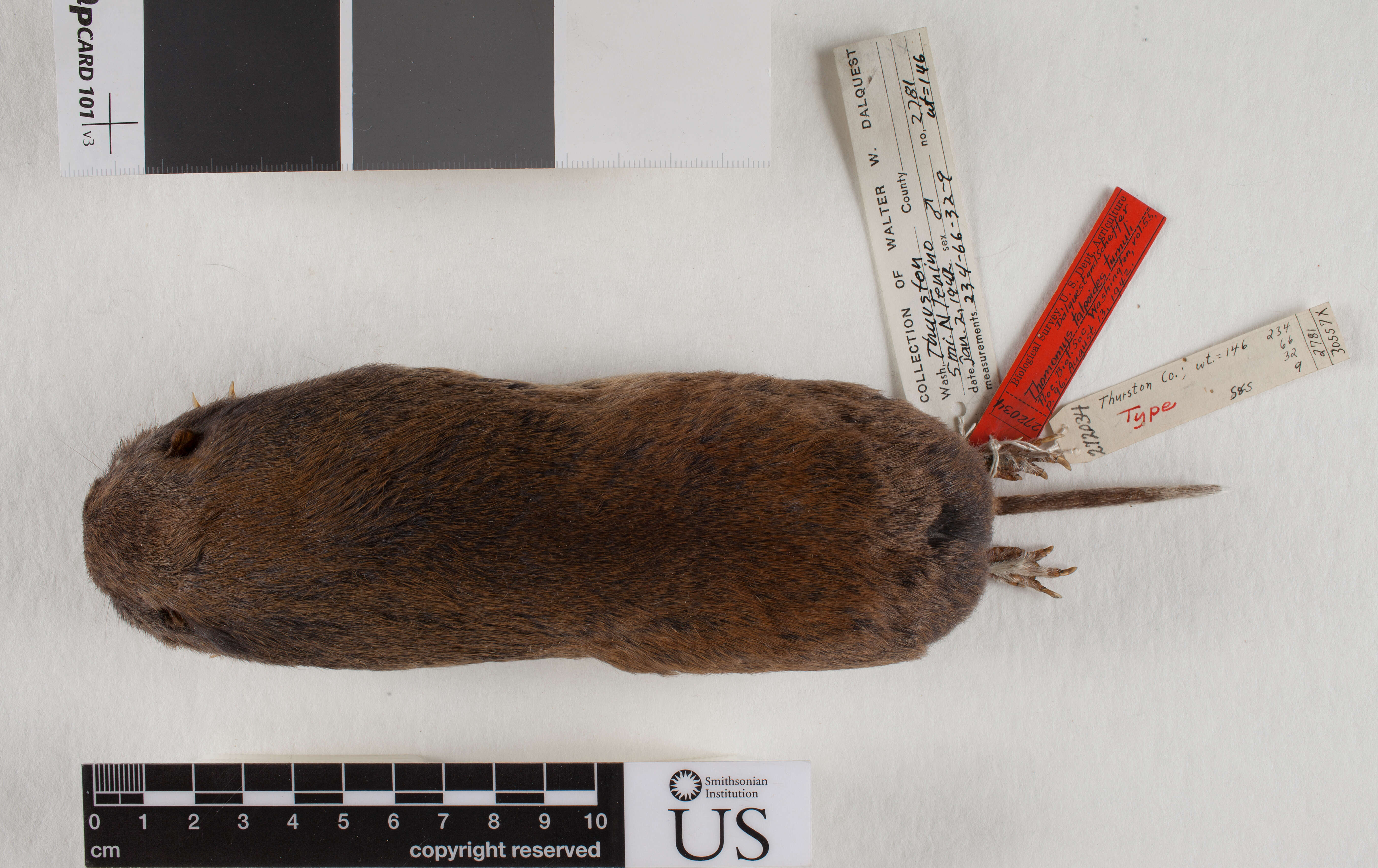 Image of Tenino pocket gopher