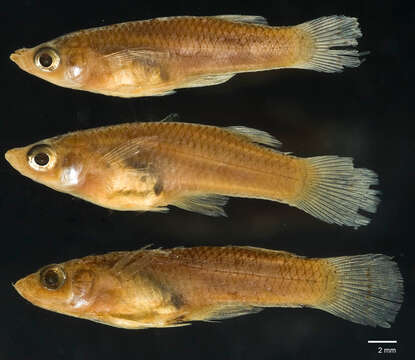 Image de Gambusia nicaraguensis Günther 1866