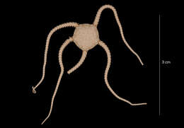 Image of Ophiura flexibilis (Koehler 1911)