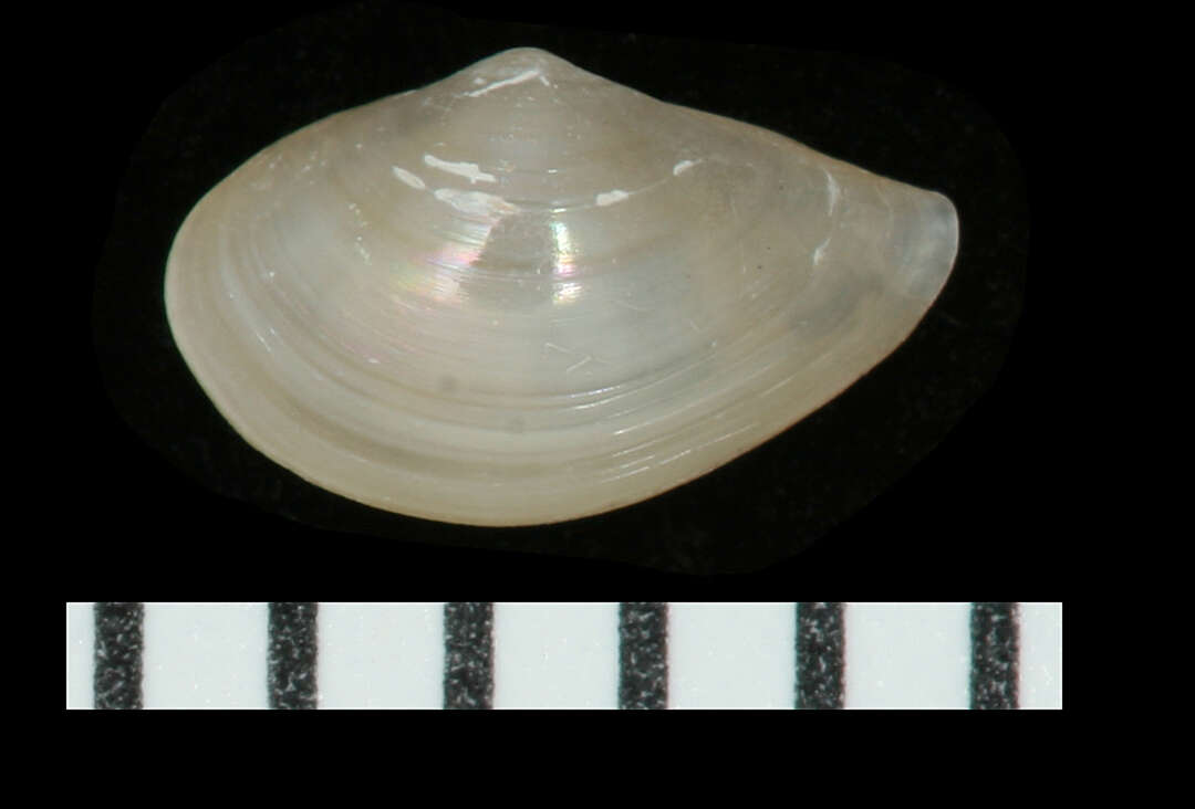 Image of Concentric Nut Clam