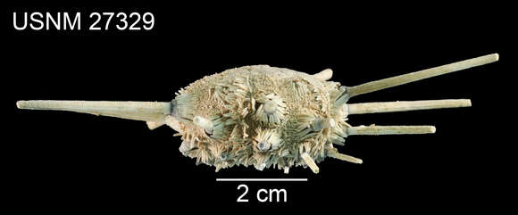 Image of Stereocidaris leucacantha A. Agassiz & H. L. Clark 1907