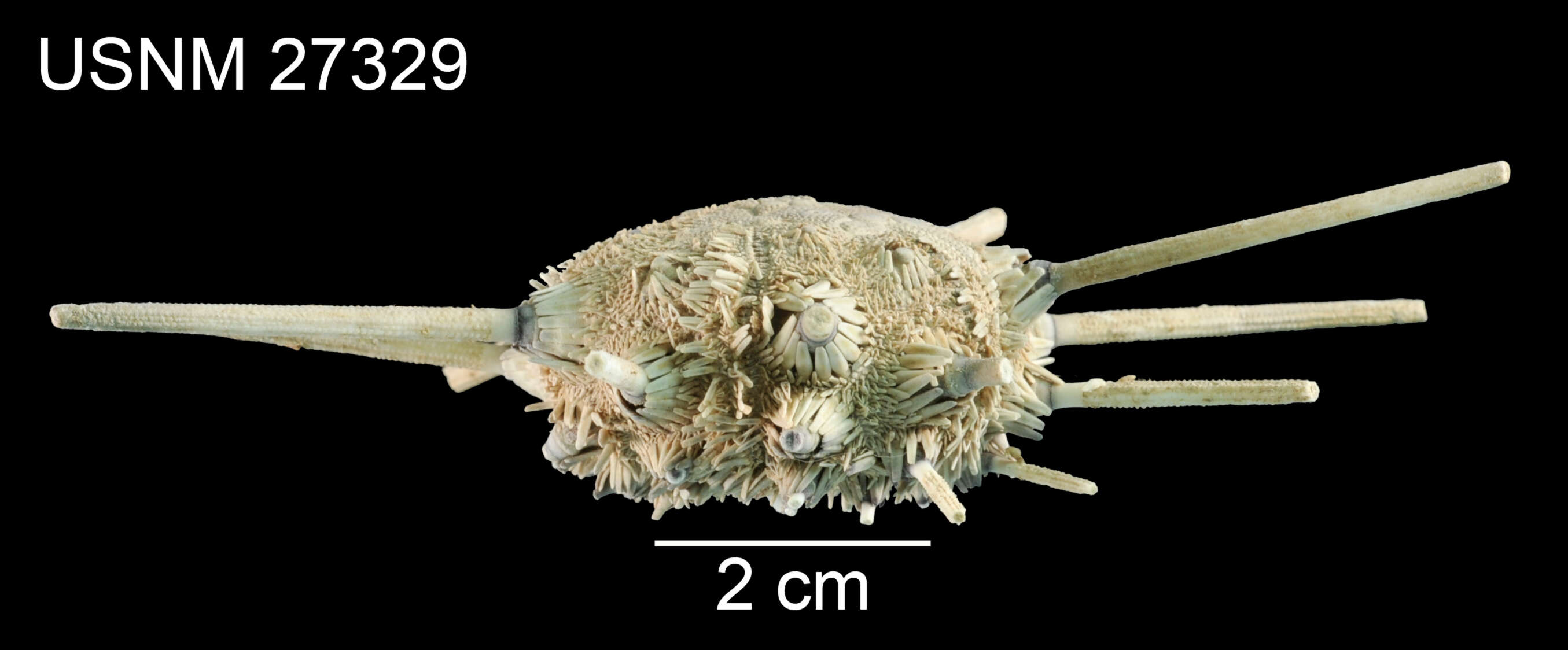 Image de Stereocidaris leucacantha A. Agassiz & H. L. Clark 1907