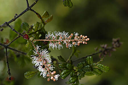 Imagem de Weinmannia pinnata L.