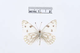 Image of Checkered White