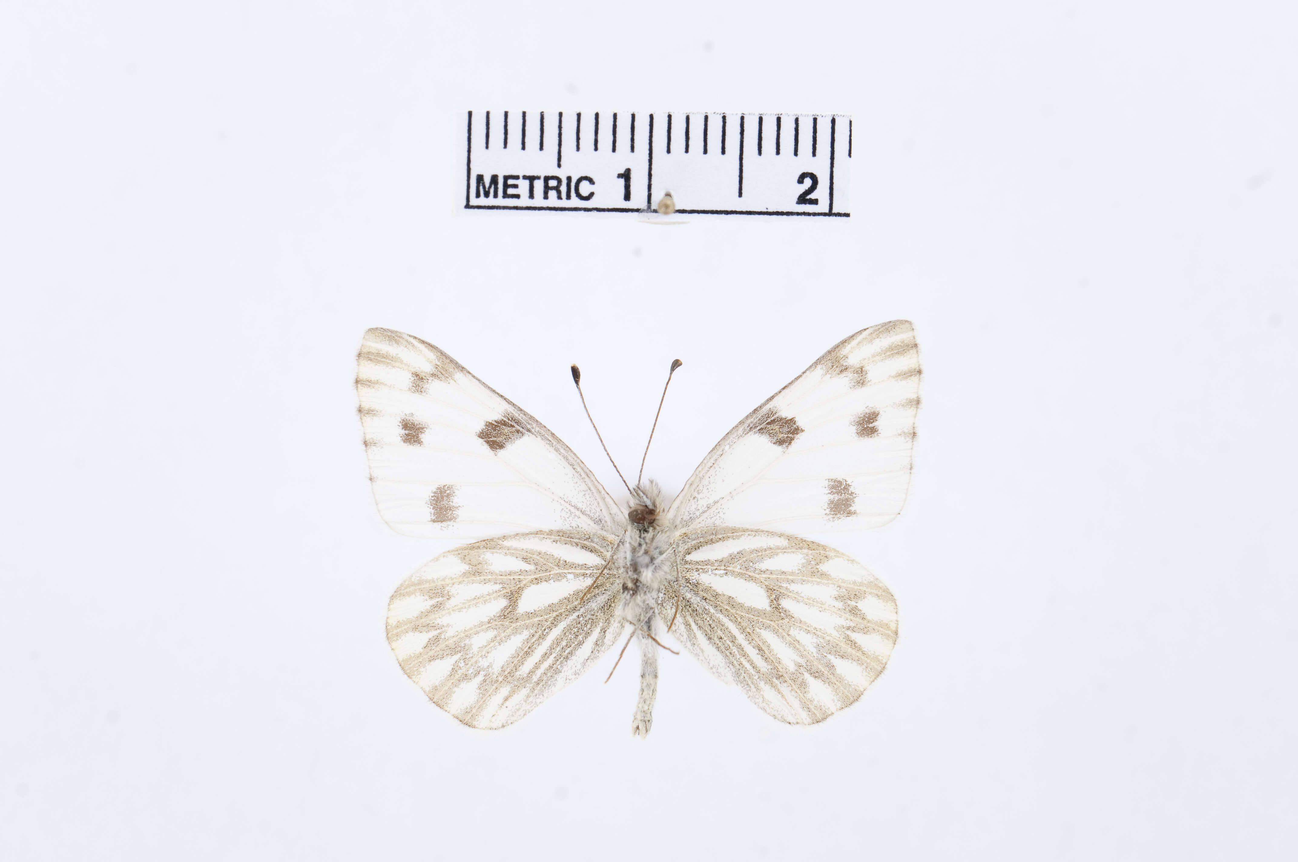 Image of Checkered White