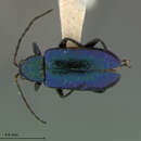 Image of Scelolyperus pasadenae S. Clark 1996
