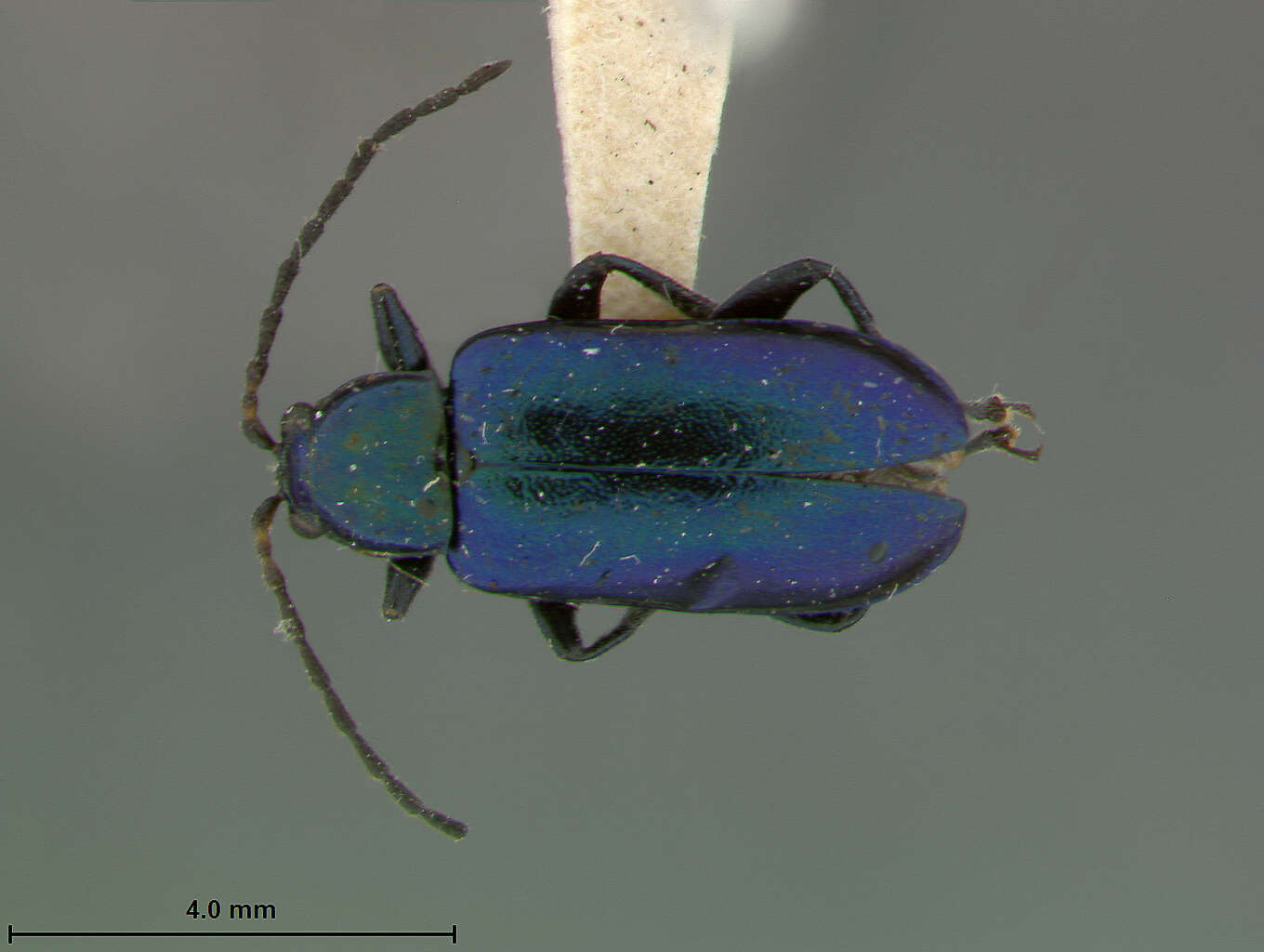 Image of Scelolyperus pasadenae S. Clark 1996