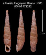 Image of Clausilia longispina Heude