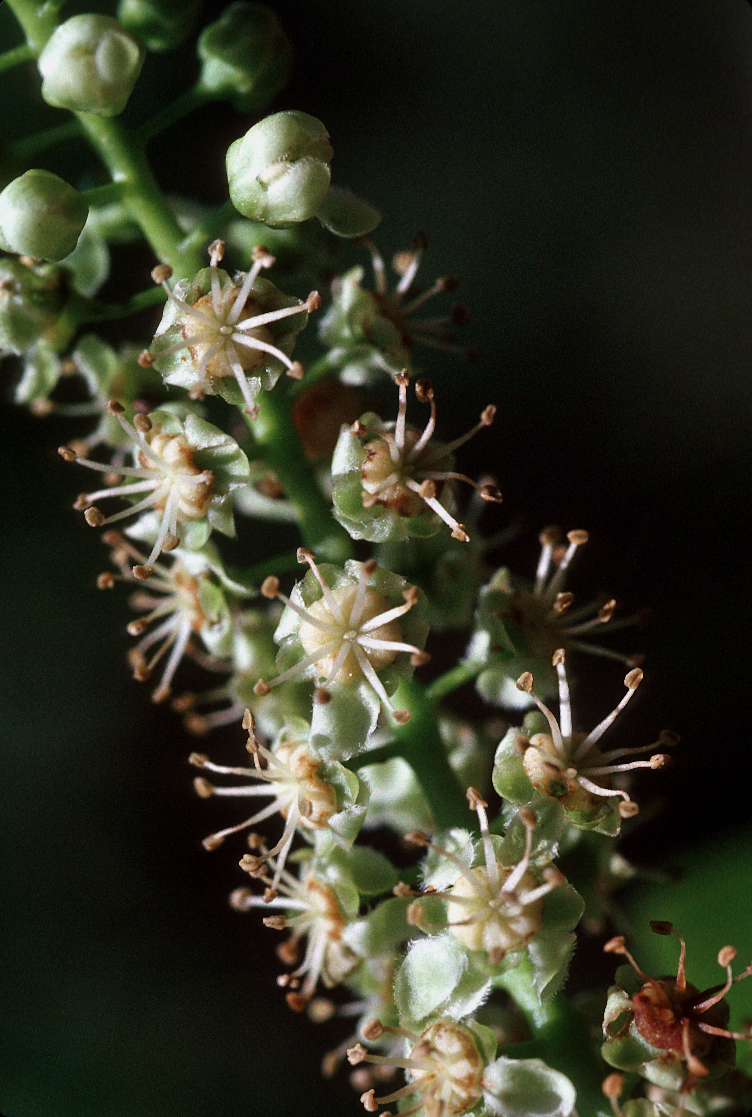 Imagem de Melicoccus bijugatus Jacq.