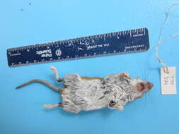 Image of White-footed Deermouse