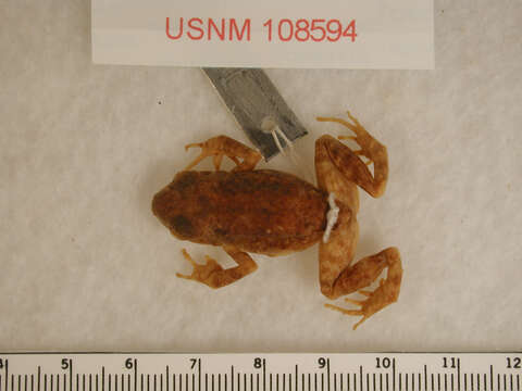 Image of Spotted Chirping Frog