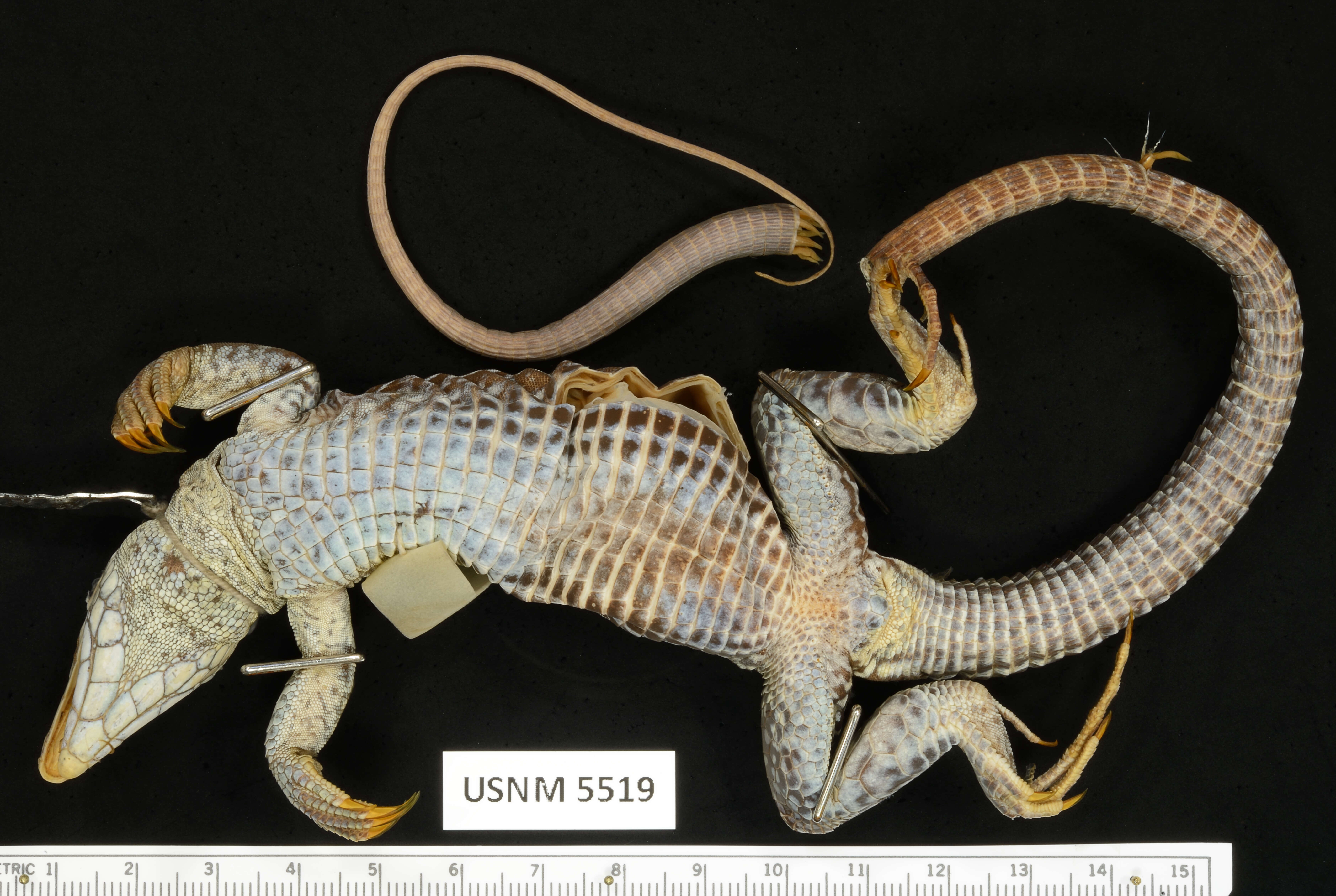 Image of Giant ameiva