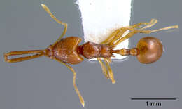 Image of Acanthognathus brevicornis Smith 1944