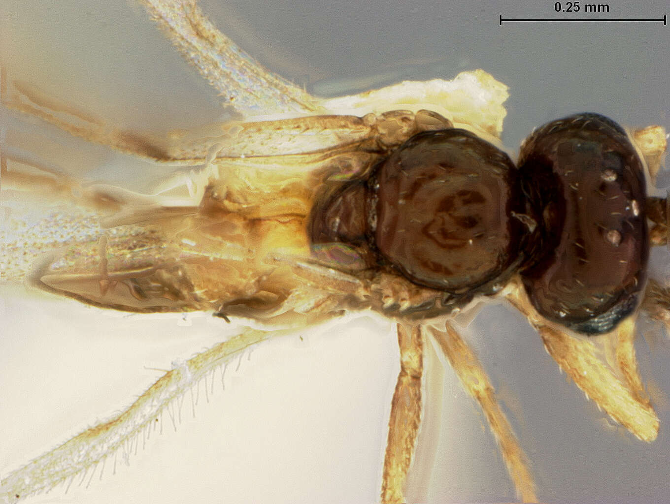 Image de Lysiphlebus testaceipes (Cresson 1880)