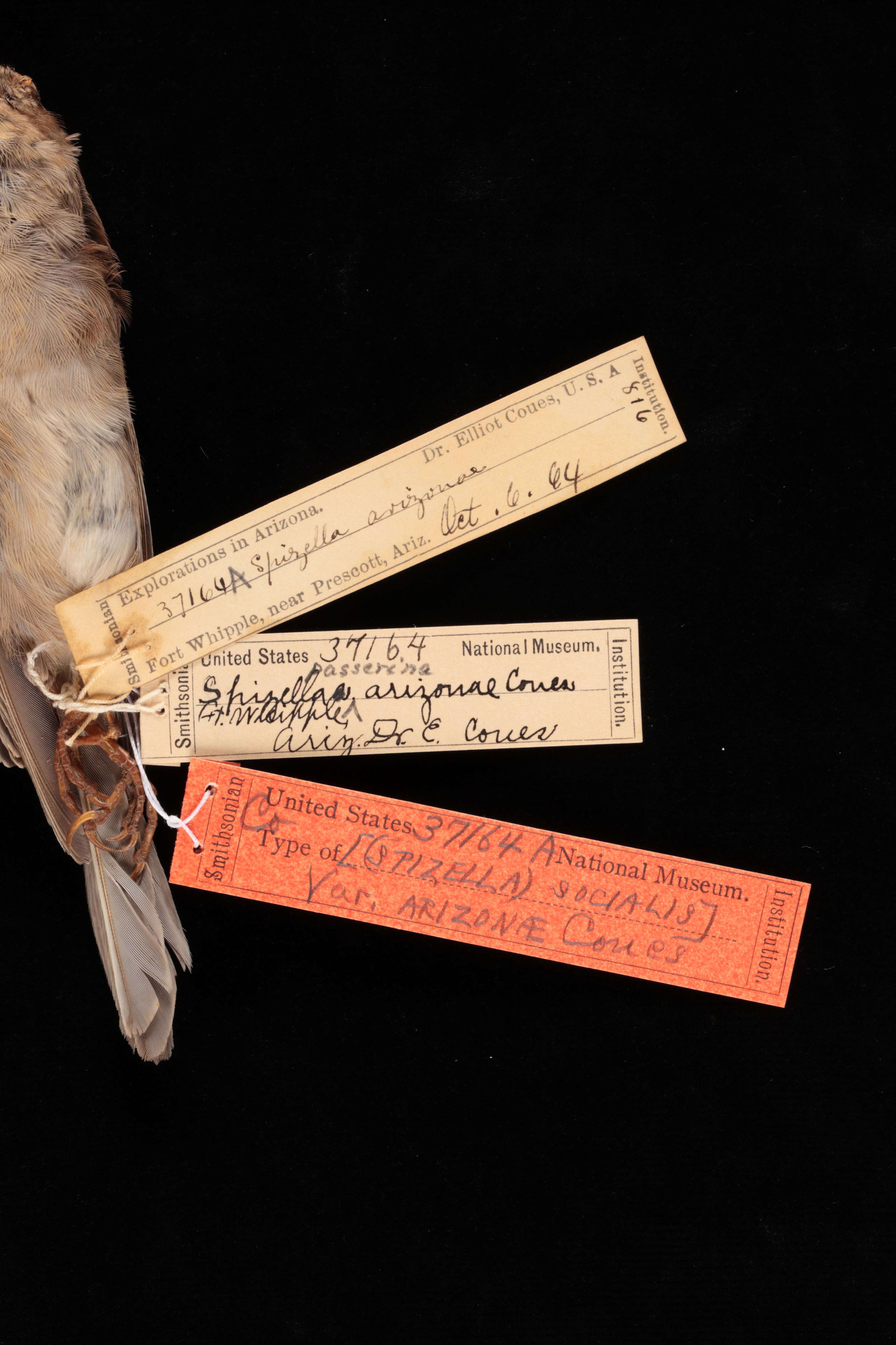 Sivun Spizella passerina arizonae Coues 1872 kuva