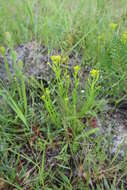 Image of low pinebarren milkwort