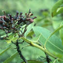 Imagem de Scaevola marquesensis Forest Brown