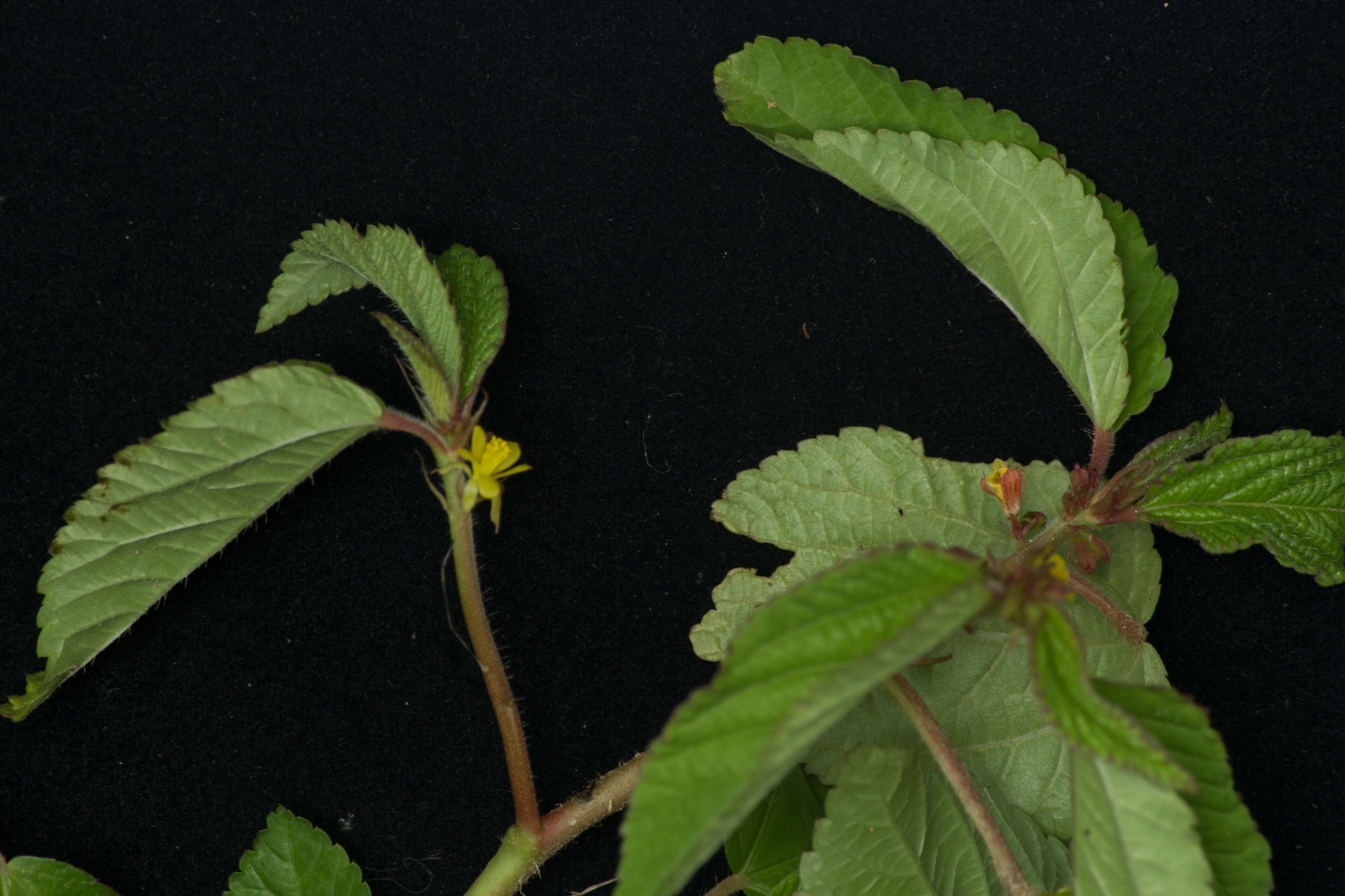 Image of threelocule corchorus