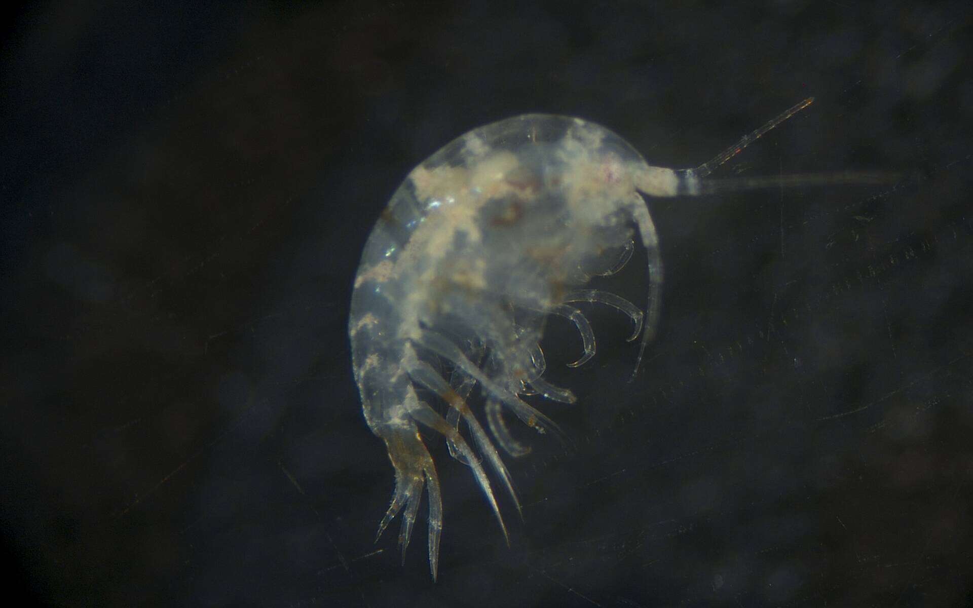 Image of Amphipoda