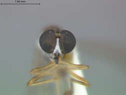 Image of Beameromyia vulgaris Martin 1957