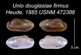 Image of Unio douglasiae firmus Heude
