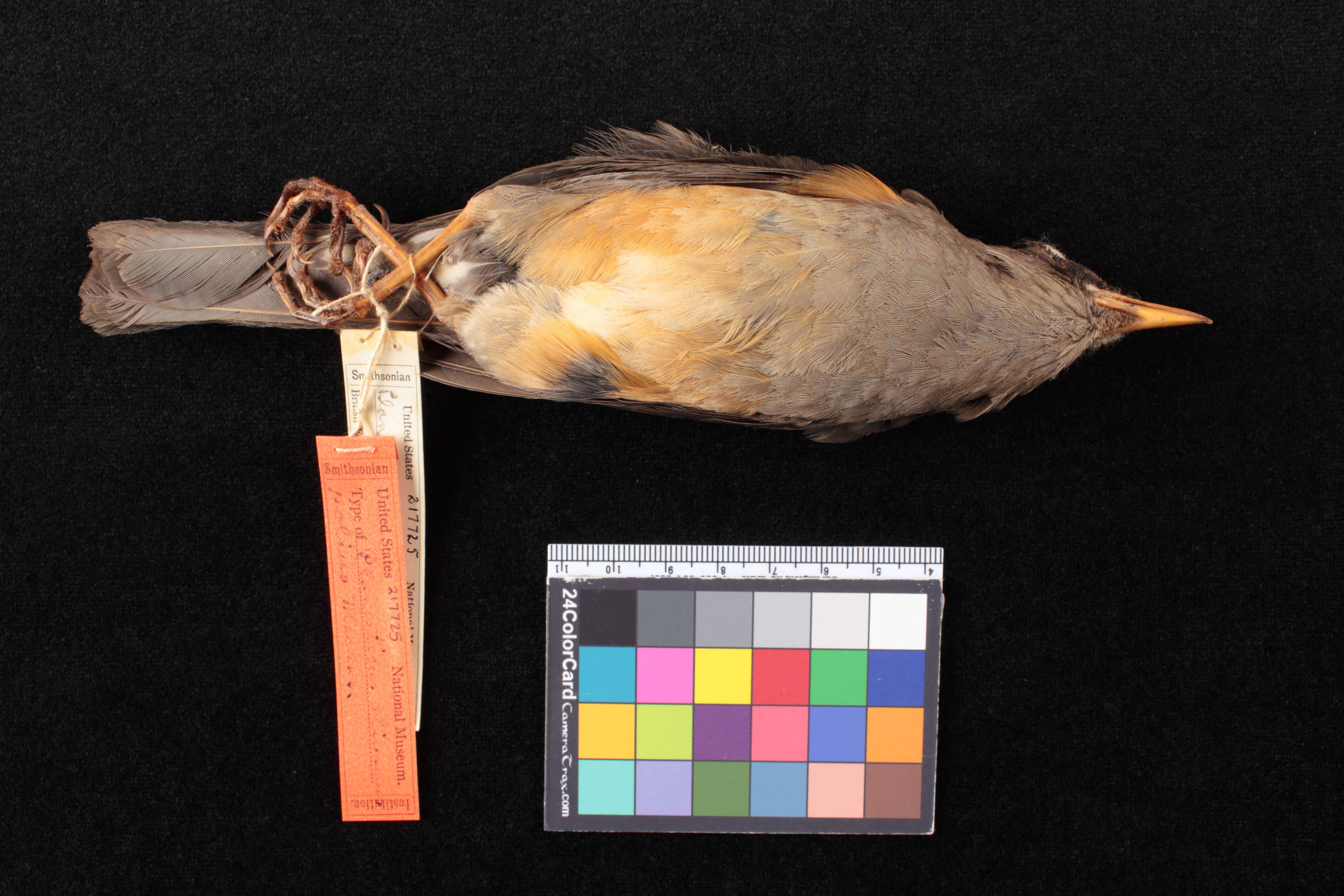 Image of Turdus abyssinicus abyssinicus Gmelin & JF 1789