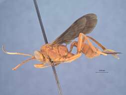 Image of Lanugo brunnipennis Townes 1962