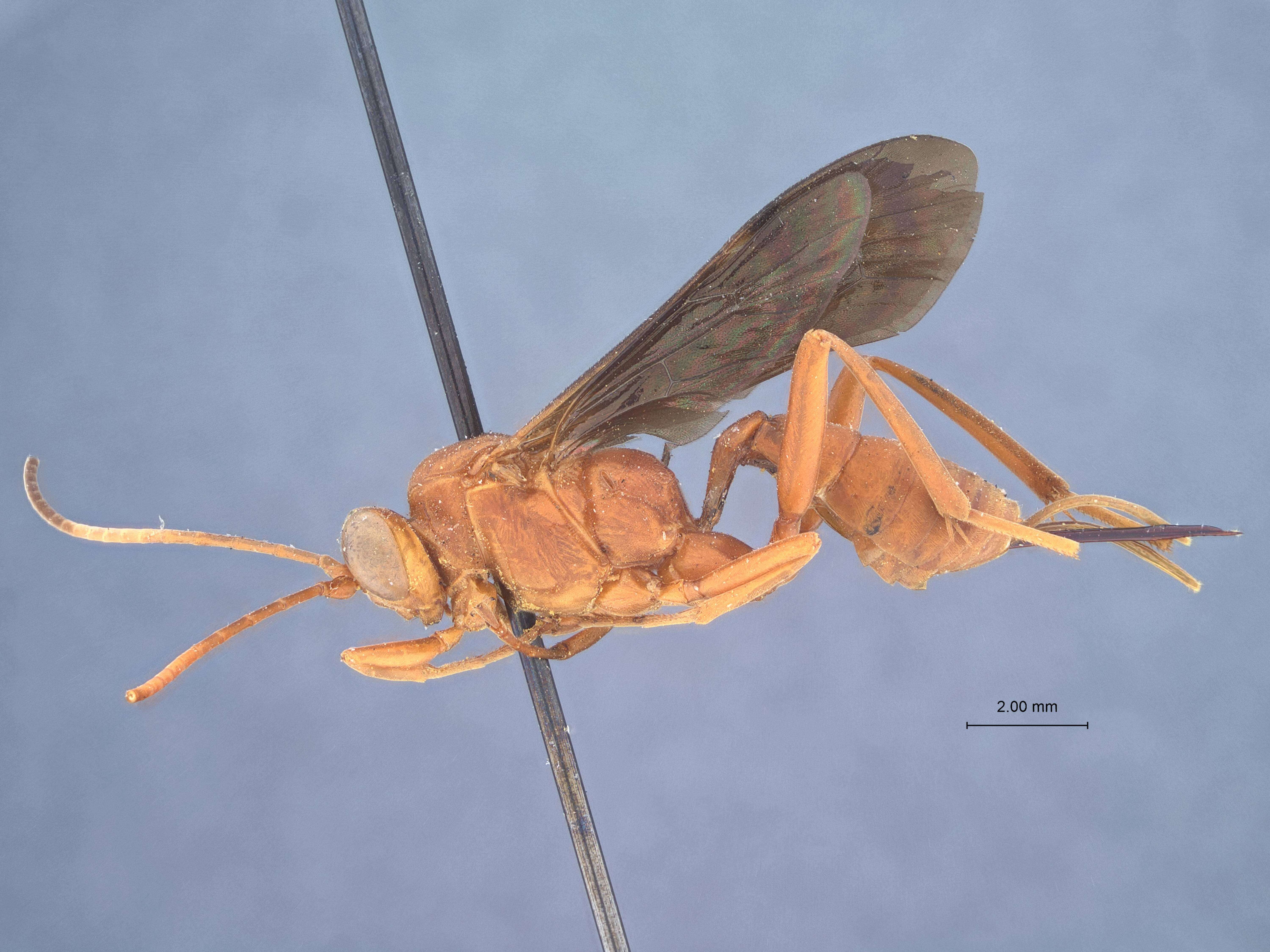 Image de Lanugo brunnipennis Townes 1962