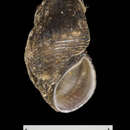 Image of Elimia capillaris (I. Lea 1861)