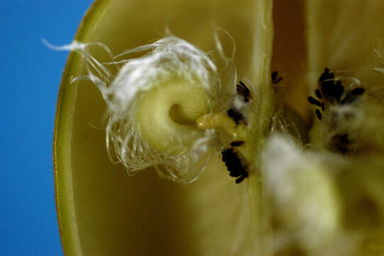 Imagem de Cochlospermum orinocense (Kunth) Steud.