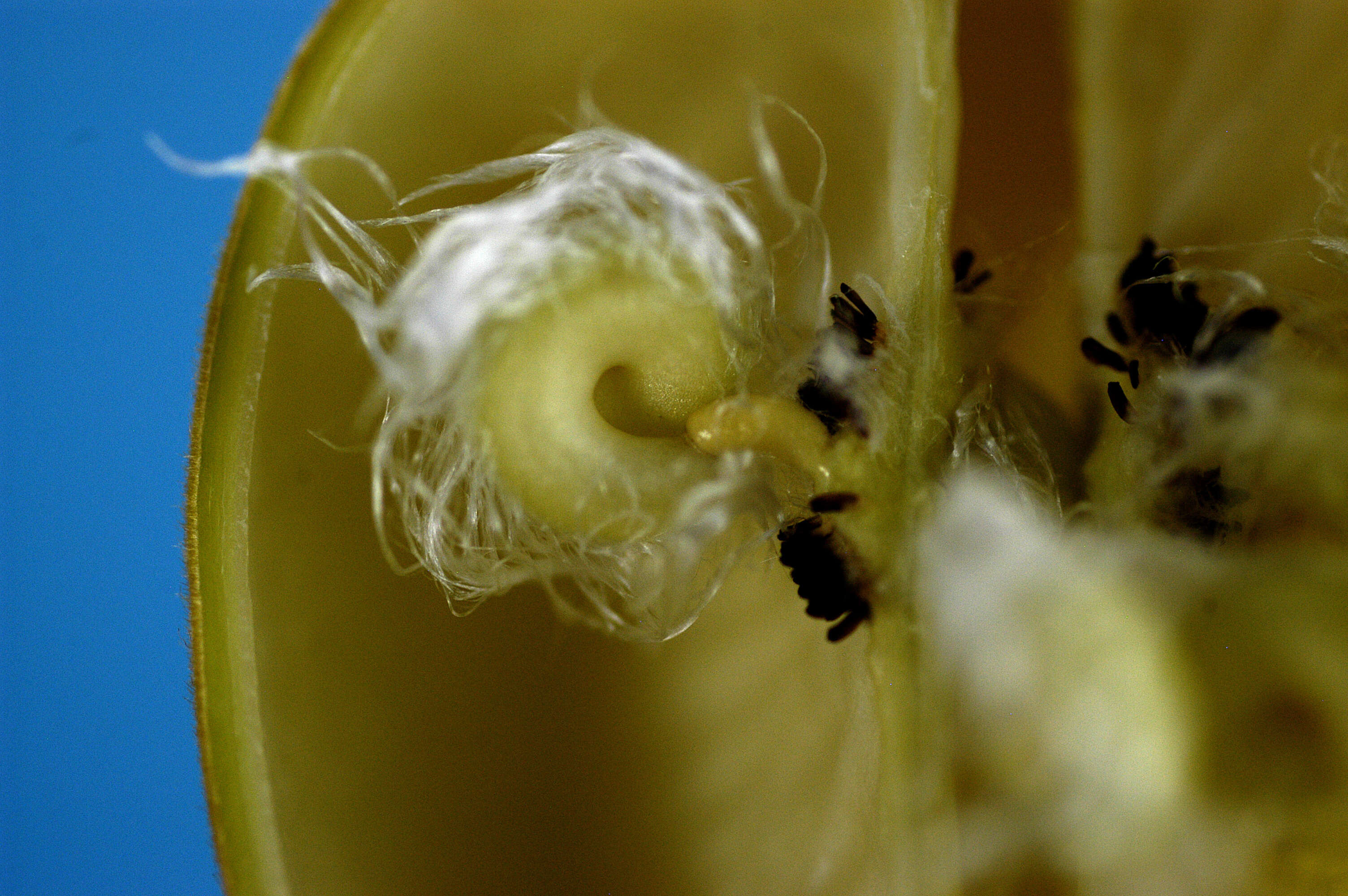 Image of Cochlospermum orinocense (Kunth) Steud.