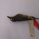 Image of Nonnula rubecula interfluvialis Parkes 1970