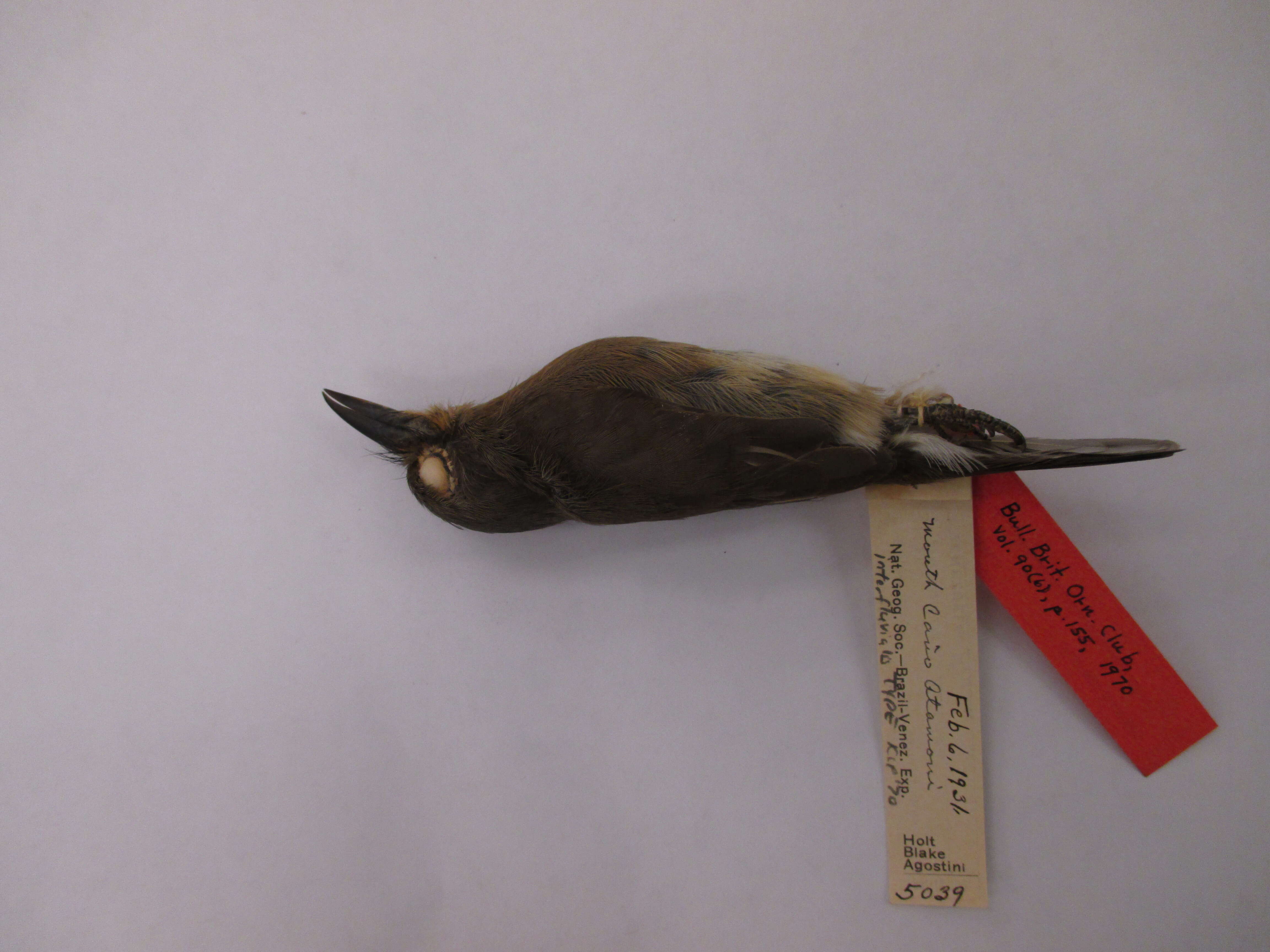 Image of Nonnula rubecula interfluvialis Parkes 1970