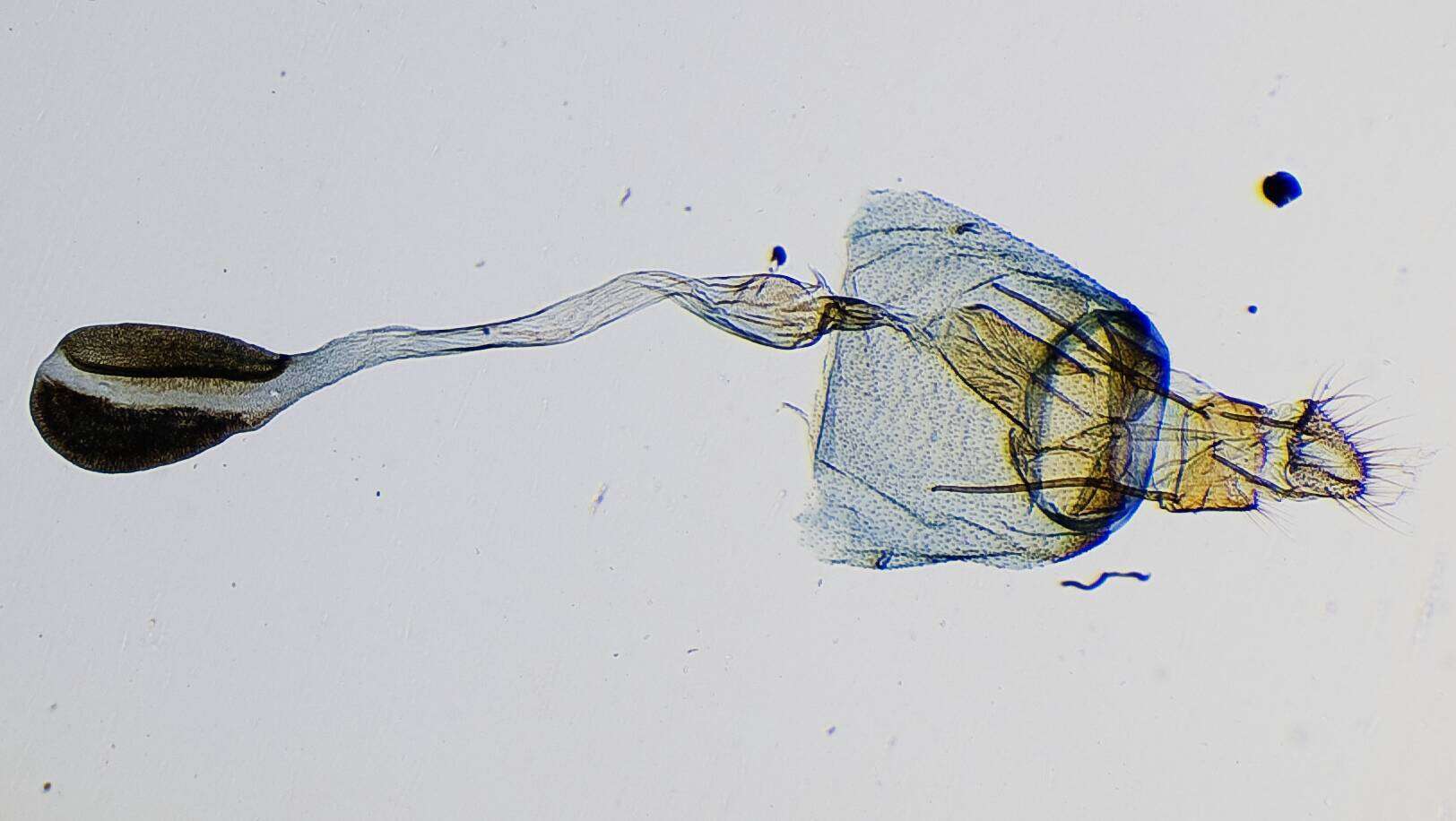 Image of Scoparia Haworth 1811