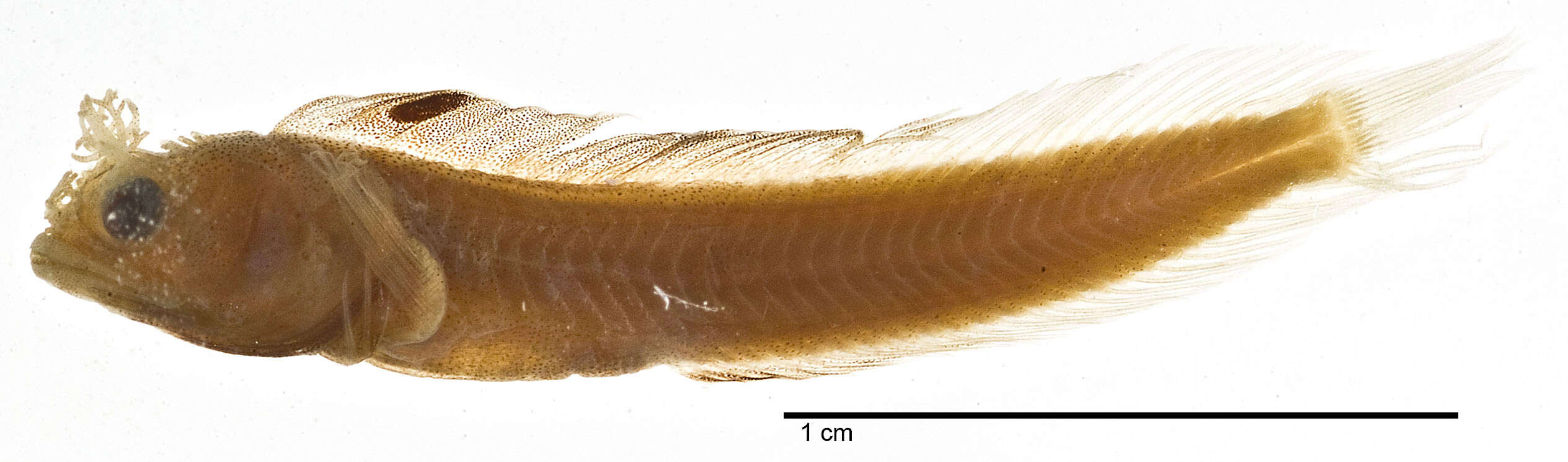 Image of Roughhead Blenny