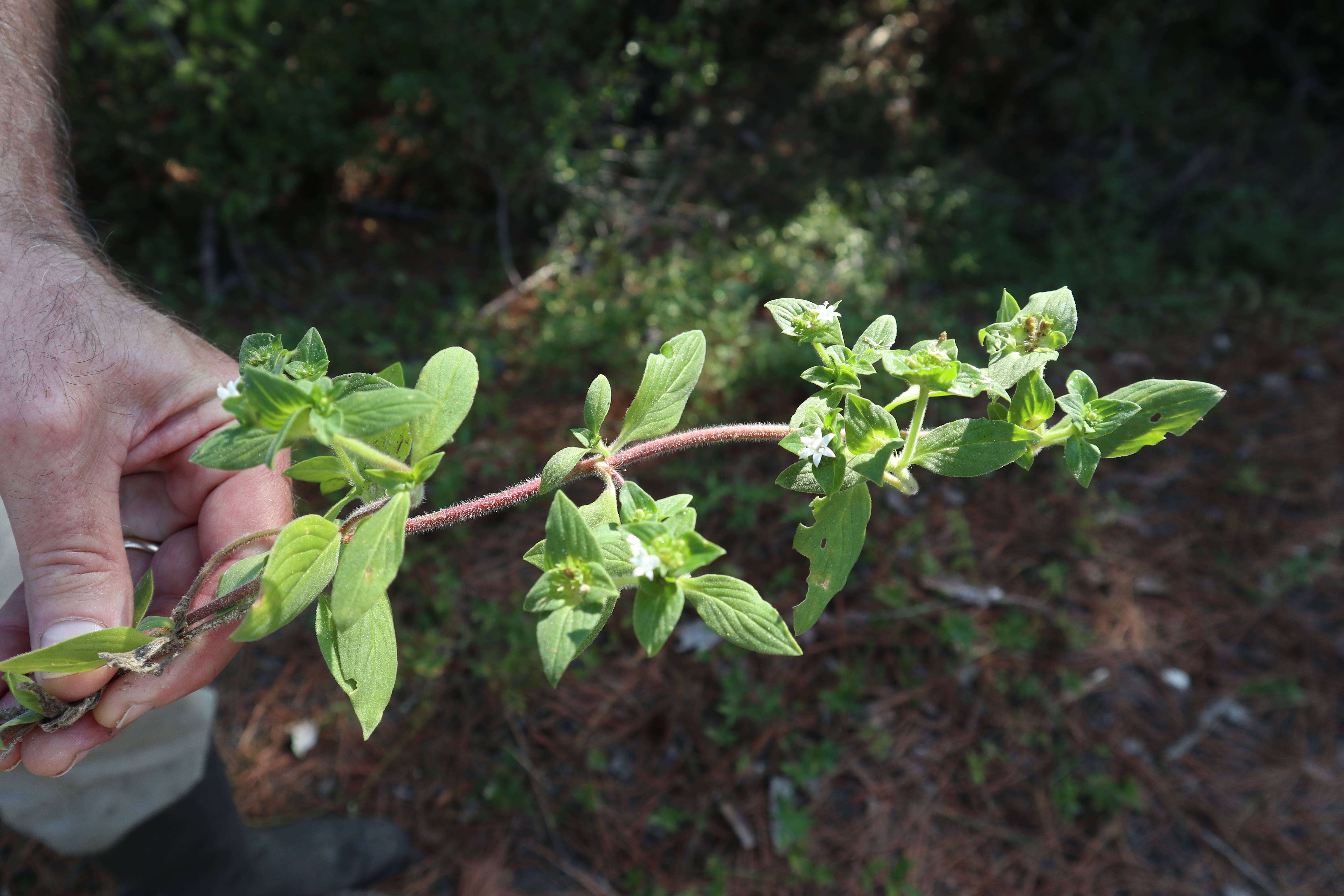 Image of tropical Mexican clover