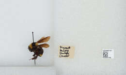 Image de Bombus medius Cresson 1864