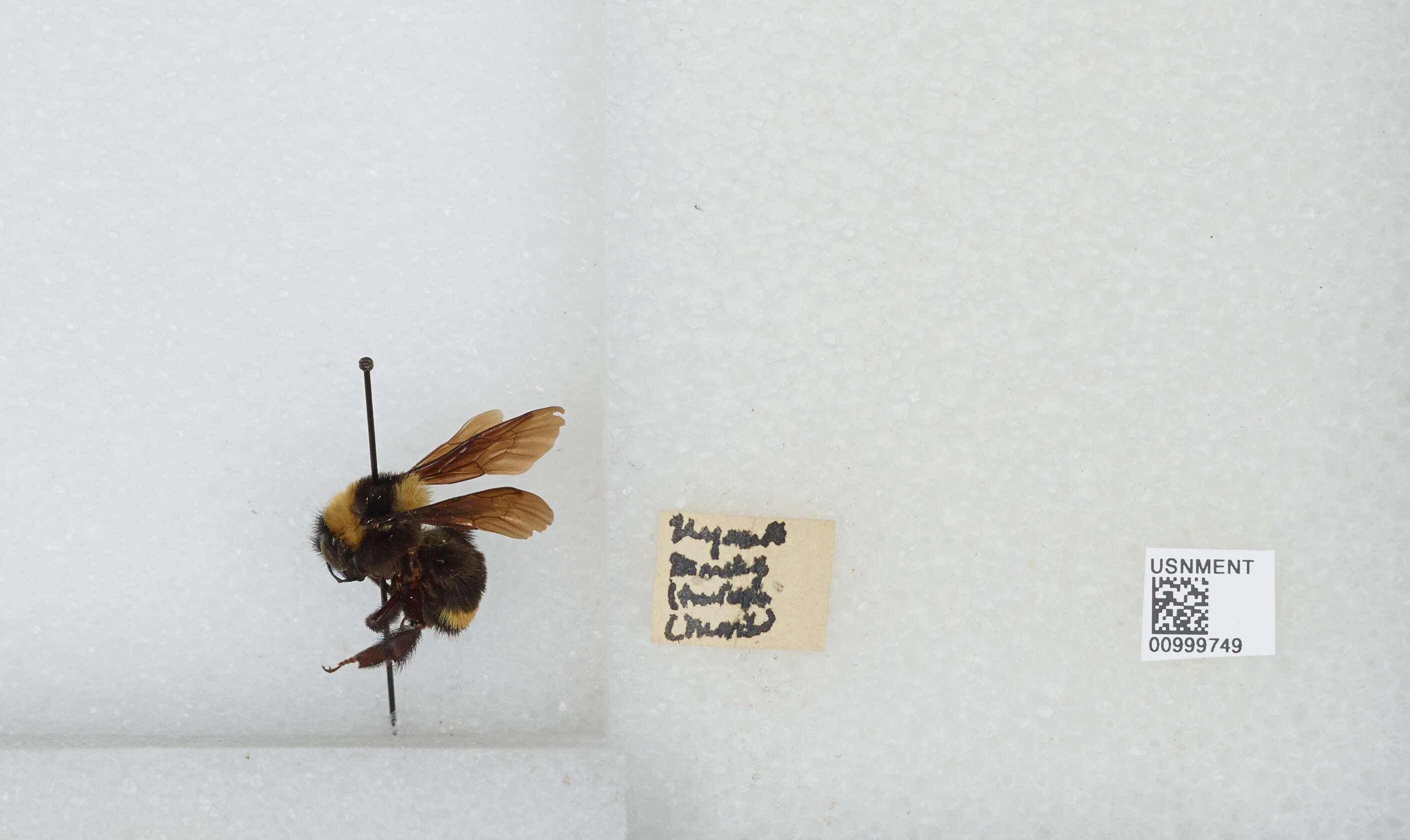 Image de Bombus medius Cresson 1864