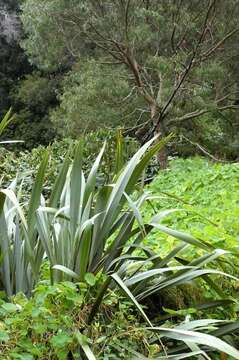 Image of New Zealand flax