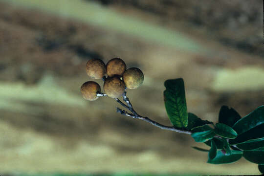 Image of Moutabea guianensis Aubl.