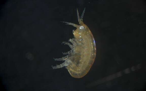 Image of Amphipoda