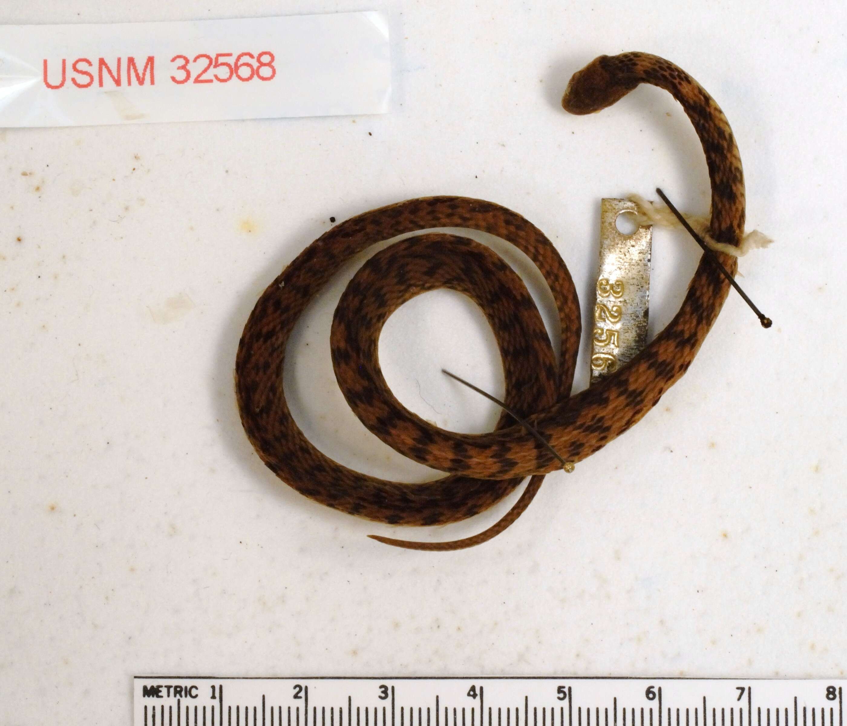 Image of Spotted Coffee Snake