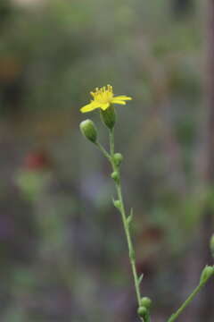 Image of pineland silkgrass