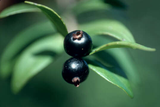 Image of birdcherry