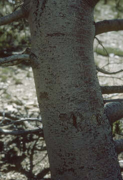 Image of Colorado Bristlecone Pine