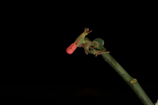 Image of Euphorbia cymbifera (Schltdl.) V. W. Steinm.