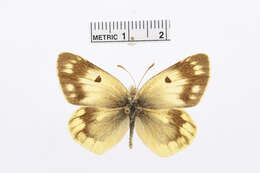 Image of Colias alpherakii Staudinger 1882