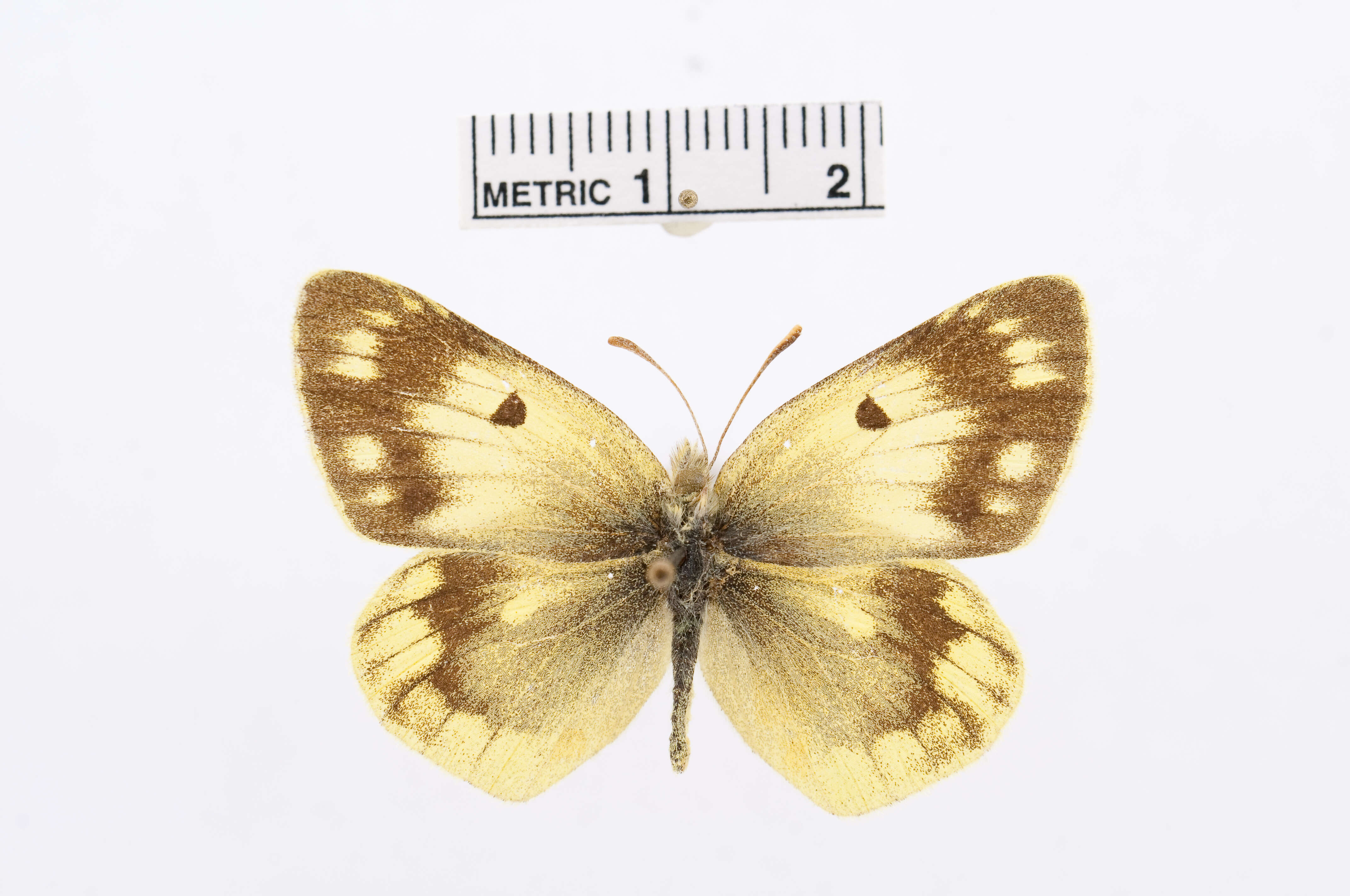 Image de Colias alpherakii Staudinger 1882