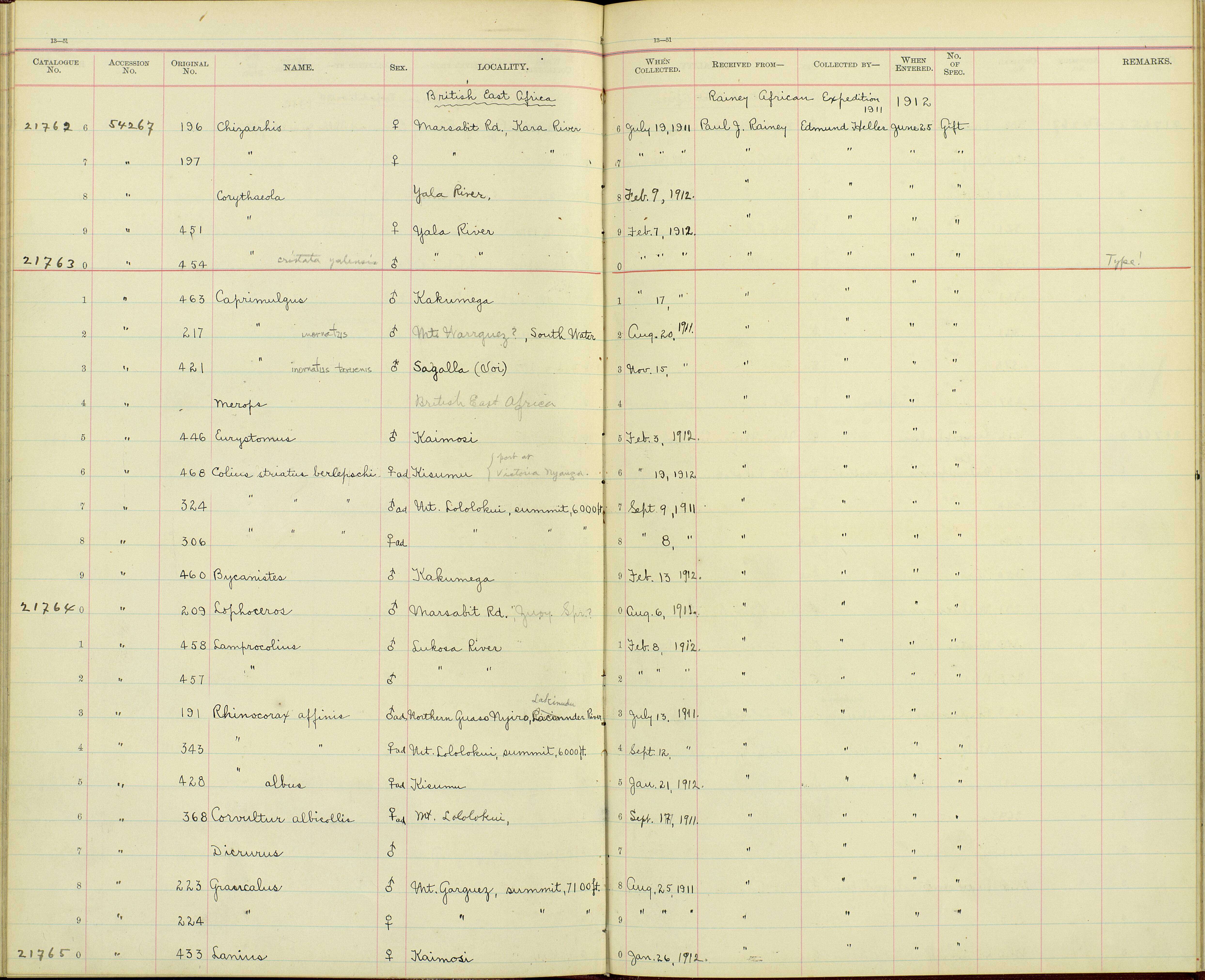 Imagem de Colius striatus kikuyensis Van Someren 1919